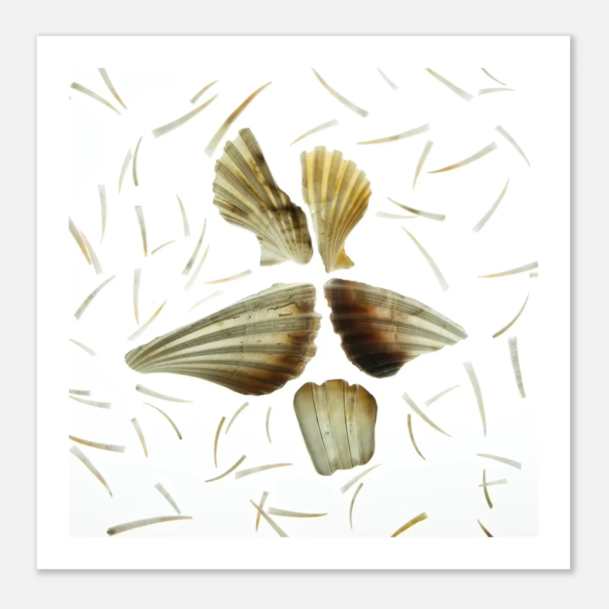 Snäckor, havständer av Carme Masià – Fine Art Poster 50*50 cm - Bild 2