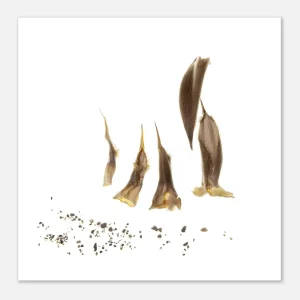 Bambufamilj av Carme Masià – Fine Art Poster 50*50 cm