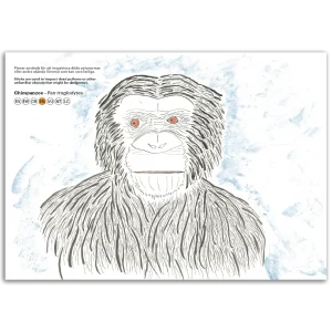 Chimpanzee (2) - Pan troglodytes