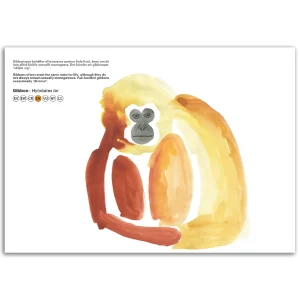 Gibbon - Hylobates lar