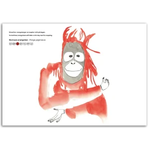 Bornean orangutan - Pongo pygmaeus