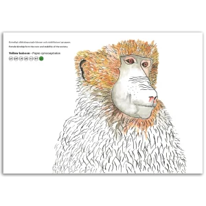 Yellow baboon - Papio cynocephalus