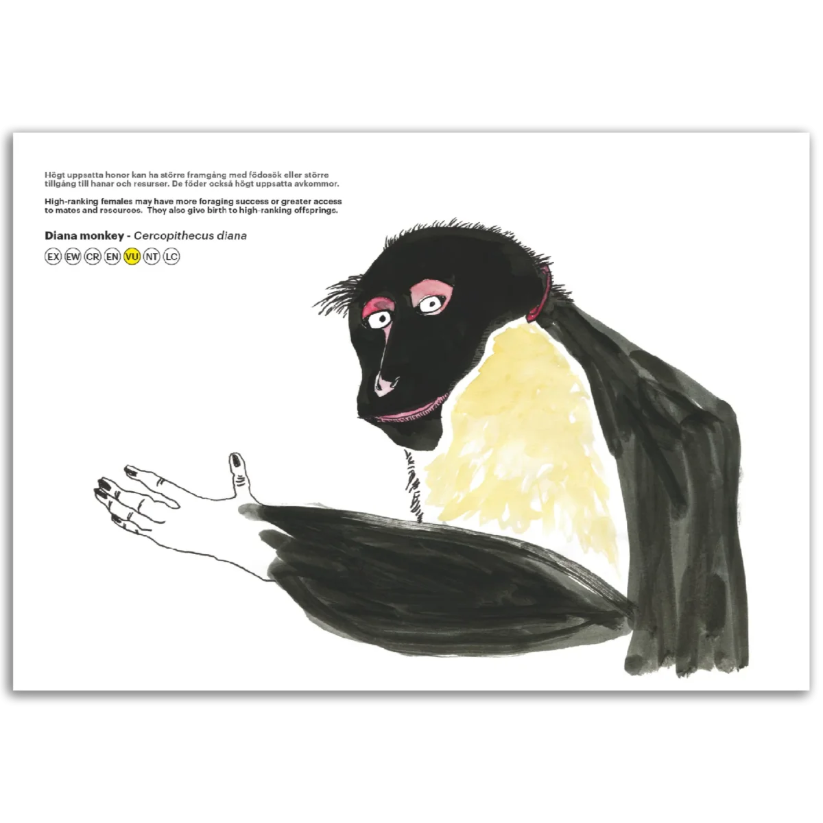 Diana monkey - Cercopithecus diana - Bild 3