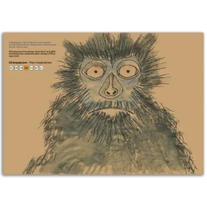 Chimpanzee (4) - Pan troglodytes